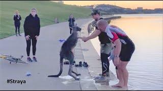 Kangaroo Shake Hands with Humans after being Saved (Australia)