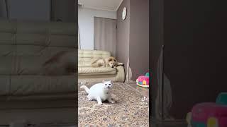 funny moments with cats