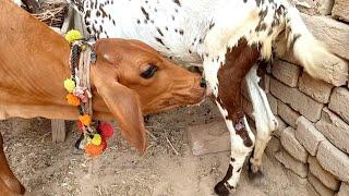 Mush watch latest video of new goat milking  | Nikka Haji