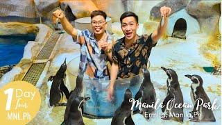 Philippine Cutest Penguins | Penguin Encounter at Manila Ocean Park #manilaoceanpark