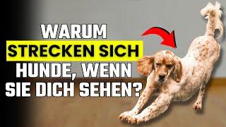 Warum streckt sich dein Hund, wenn er dich sieht? DAS steckt wirklich dahinter!