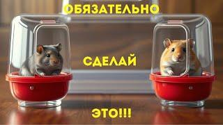 Не упустите последний шанс получить дроп в игре Hamster Kombat! Что нас ждёт дальше?