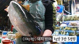 돼지방어 vs 줄무늬전갱이 Giant yellowtail vs Striped jack