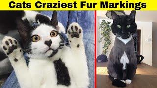 Cats With The Craziest Fur Markings You’d Almost Think Were Photoshopped