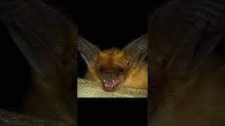 Vampire Bat : Bat that survives on blood