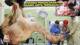 Jarang Terekspos.!! Rahasia Proses Pengolahan Daging Unta Menghasilkan Keuntungan Besar