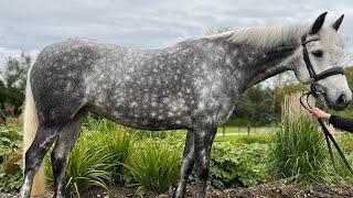 Silver Starlet: Ideal 143cms Working Hunter & Eventing Prospect