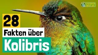 28 Steckbrief-Fakten über Kolibris - Doku-Wissen über Tiere - für Kinder