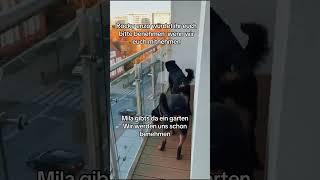 #hund #rottweiler #funny #germany #love #liebe #tiere