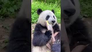 Version Animal Panda Part 1