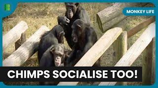 Chimps Socialising Secrets - Monkey Life - S01 EP13 - Documentary