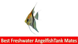 Best Angelfish Tank Mates For Freshwater Aquariums