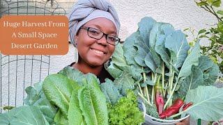 Huge Harvest From A Small Space Desert Garden