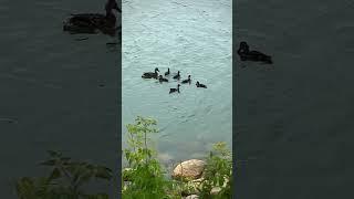 Mother duck teaching ducklings how to dive#shorts #duck #wildlife #canada