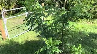 Fast growing tropical fruit trees