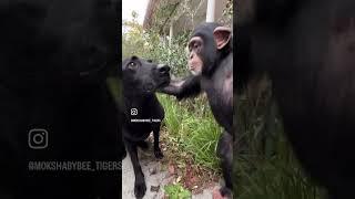 ️ #animal #ape #babyanimals #chimp #monkey #labrador #dog