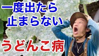 【かしこい防ぎ方】一番よく出る病気「うどん粉病」の対処の仕方を教えます　　　　　【カーメン君】【ガーデニング】【園芸】【初心者】