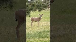 Do Deer have allergies⁉️ #sneeze #bucks #nature #fyp
