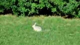 bunny on the lawn
