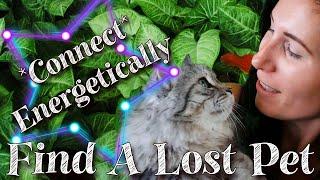 How to Find a Lost Pet - Connect With Your Pet Energetically