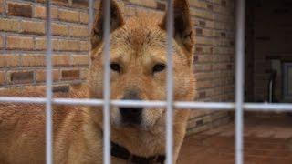 It's a dog's life: purity the key for treasured S.Korean breed