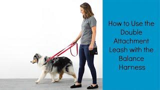 The Perfect Leash for Strong Pullers | How to use the Double Attachment Leash w/ the Balance Harness