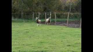 Breeding Toggenburg Goats