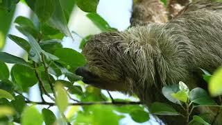 Sloth in Nayara Tented Camp in Costa Rica