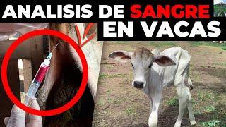 LAS VACAS ESTÁN ENFERMAS - Como Hacer Analisis de Sangre de Sangre en Bovinos o Vacas Para Curarlas