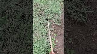  md ️ jishan  Ansari ️
