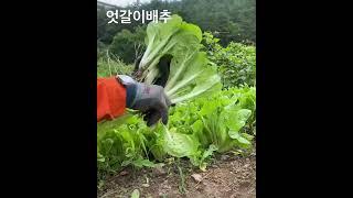 엇갈이배추 3주면 뽑을 수 있어요. 배추코인 #shorts #농부#농사#젊은농부#총각농부#텃밭#엇갈이#여름농사#菘#farmer#cabbage