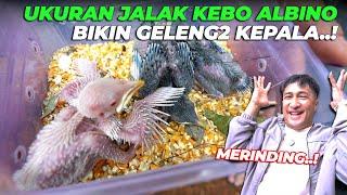 MOMENT BIKIN MERINDING..! BAYI JALAK KEBO ALBINO INI LINCAH BANGET..!