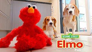 Funny Dogs SURPRISED by ELMO