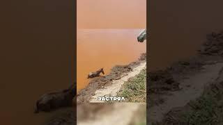 Трогательный поступок ДИКОЙ лошади