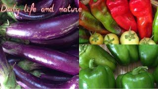 Organic Vegetable | Organic Fruit | Daily Life and Nature