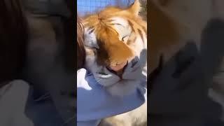 Tiger and human friendship  #shorts #youtubeshorts #animalsoundeffects #viralshorts