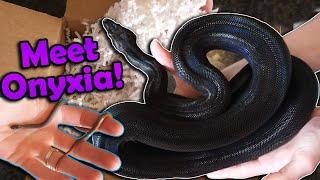 Unboxing Tiny Snakes and a Beautiful Boa!