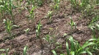 Plot check fails and success MULTI-drill ND-72