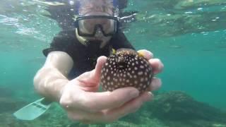 Catching Pufferfish