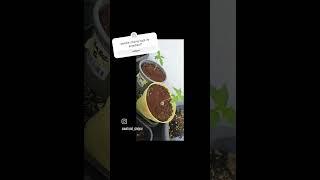 umgetopft  und Biodünger ‍ | Low Budget Grow #420 #firstgrowyoutube #2024 #bio #bubatz #haze