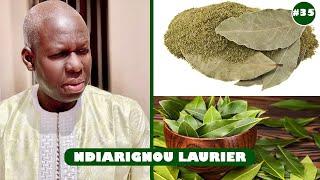 Ndiarignou laurier | Les nombreuses vertus du laurier #35