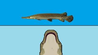 Dominating Pearl Defense with Alligator Gar