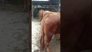 LIMOSIN PAMER BODi‼️#shortvideo #video #sapi