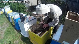 Пчелопакет Карпатки что из этого вышло