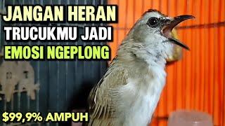 TRUCUKAN GACOR sangat AMPUH memancing EMOSI trucuk DIAM dan buat PANCINGAN TRUCUKAN agar bunyi NYAUT