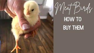 How to Buy Meat Birds  || Raising Backyard Meat Chickens || Price Per Chick