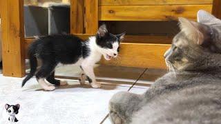 How ferocious rescued kitten grows up: from 0-80 days "The Story of the Miracle Talking Cat Mu"