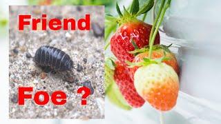 Are Pill Bugs Bad for Gardens / Perhaps not