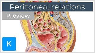 Peritoneal Relations (preview) - Human Anatomy | Kenhub