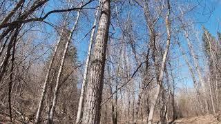 New gopro on hike in Mill Creek Ravine with Clifford and Bulmers